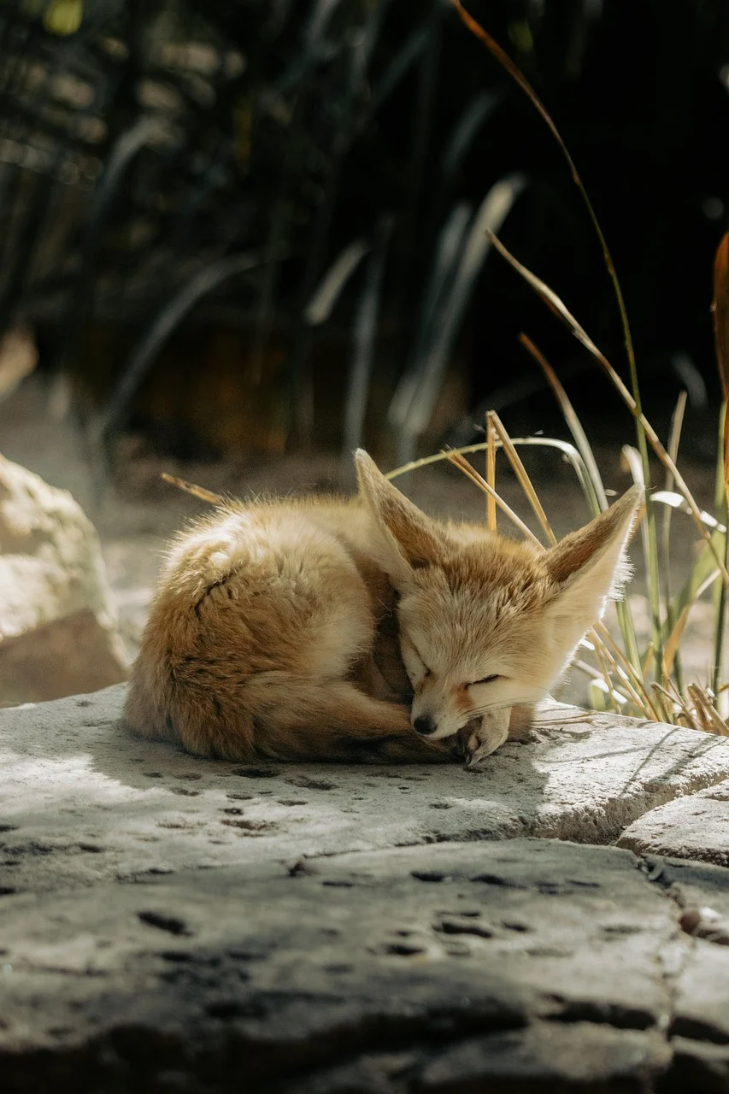 Un fennec endormi au soleil sur une pierre